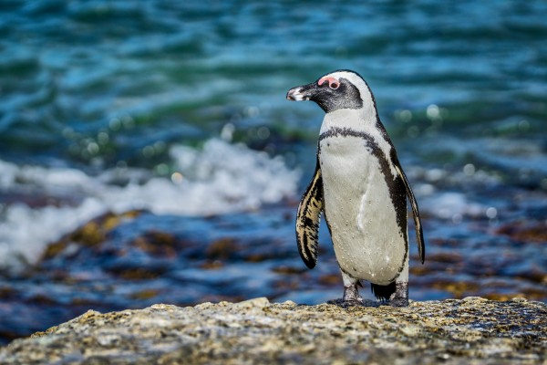 African Penguin by Andrew Wasik